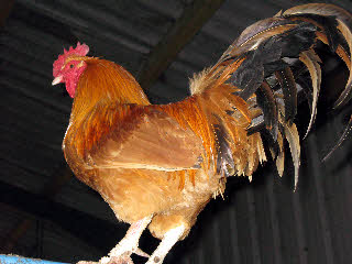 Our Nankin Rooster