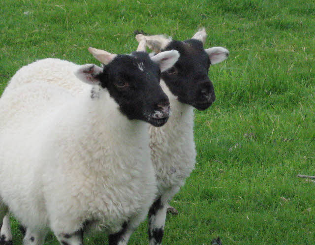 Two black-face sheep