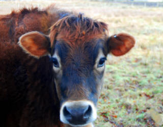 A young Cow