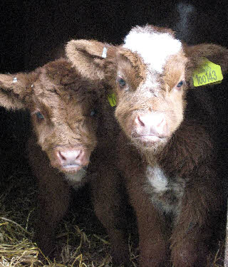 Two of our calves
