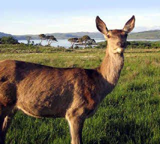 Our Red Deer Hind