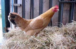 One of our Nankin Hens