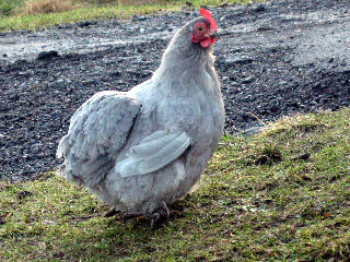 One of our lavender pekin hens