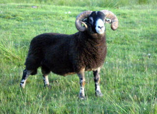 One of our Tups